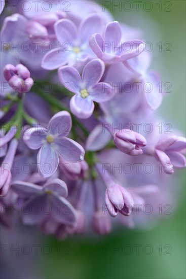 Common Lilac