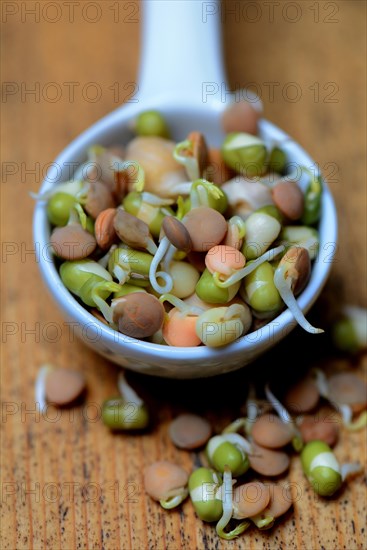 Mixed sprouts of lentils