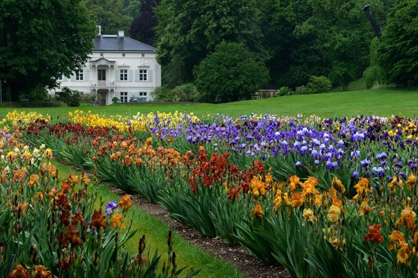 German Iris