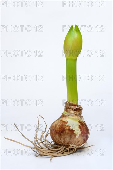 Amaryllis hippeastrum