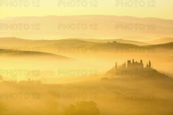 Hilly landscape with cornfields and cypresses