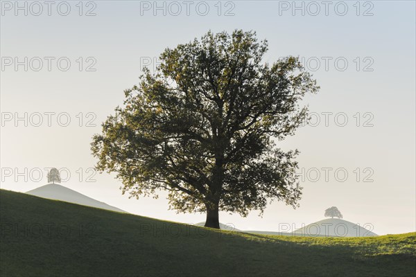 Oak at Hirzelpass