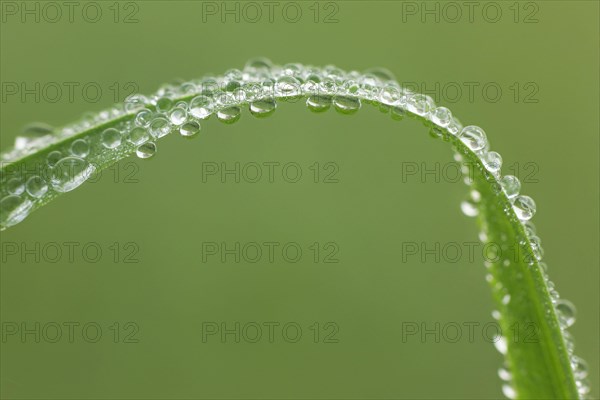 Blade of grass with dew drops