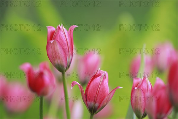 Wild tulips