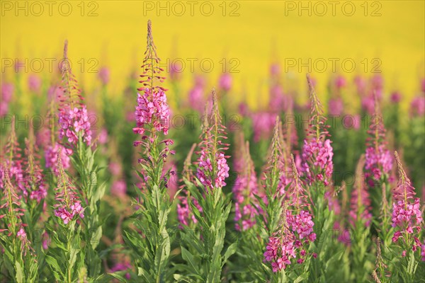 Narrow-leaved willowherb and rape field