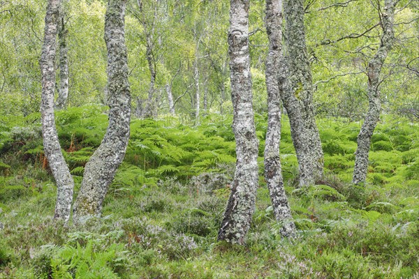 Birch forest