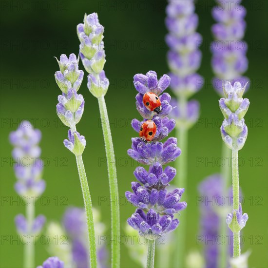 Two-spotted ladybird on lavender flower