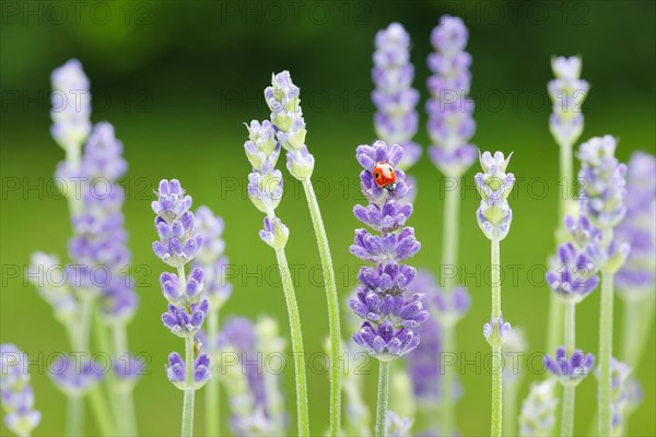 Two-spotted ladybird on lavender flower