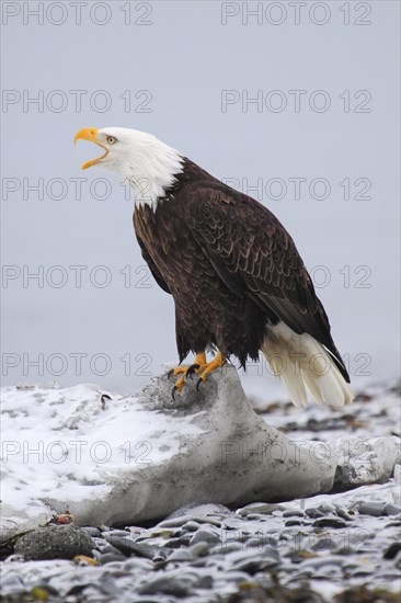 Bald eagle