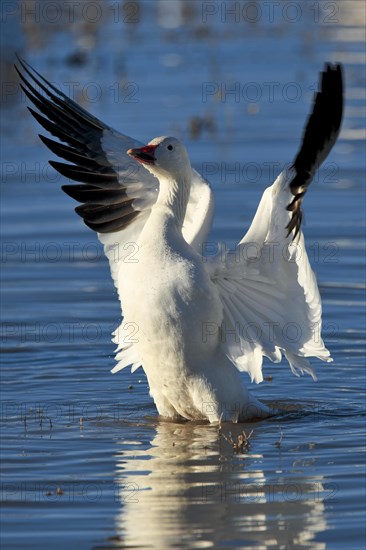 Snow goose