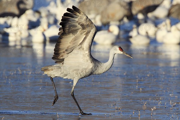 Sandhill crane