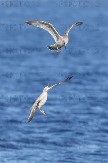 Yellow-legged gull