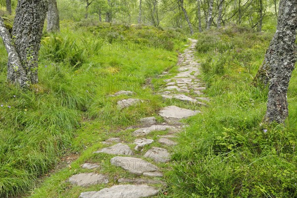 Footpath in birch forest