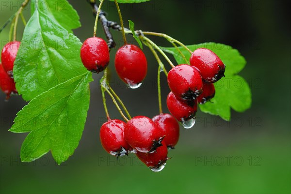 Common hawthorn