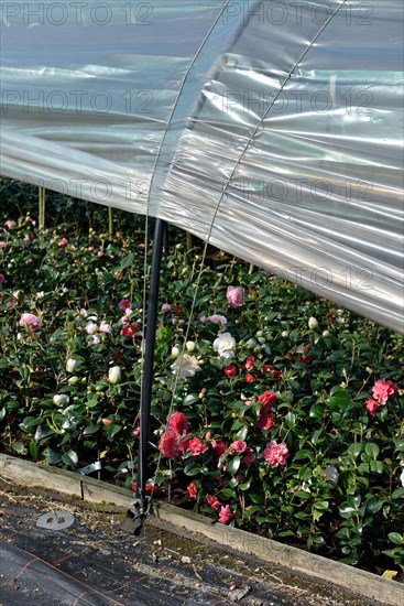 Greenhouse with camellias