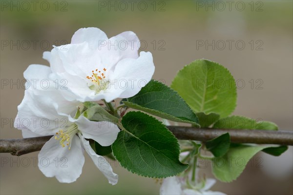 Apple blossom