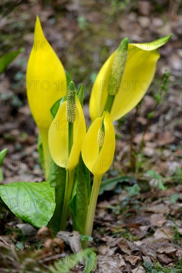 Western skunk cabbage