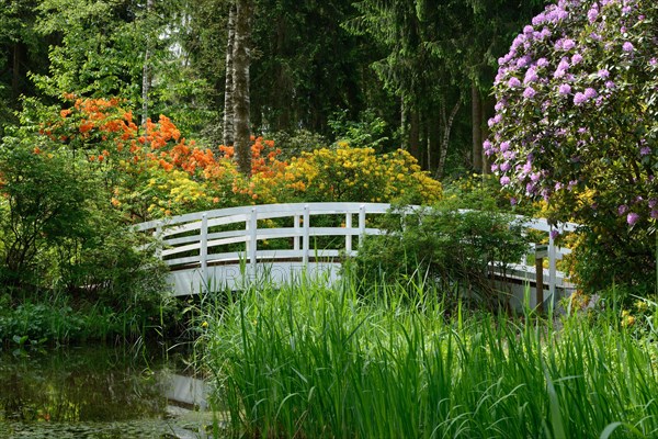 Flowering Rhododendron