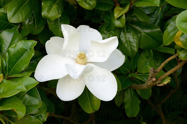 Southern Magnolia