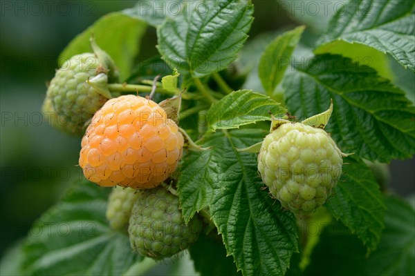 Yellow raspberry