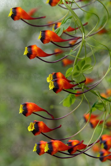 Nasturtium