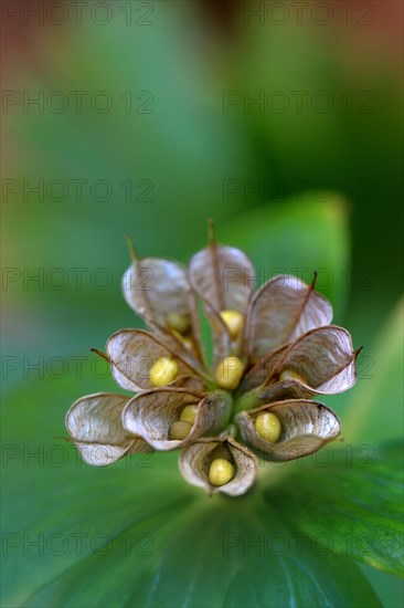 Winter aconite