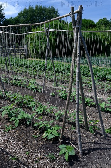 Runner beans on climbing aid