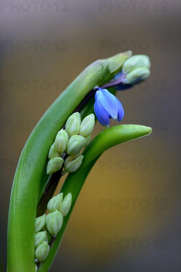 Siberian Blue Star