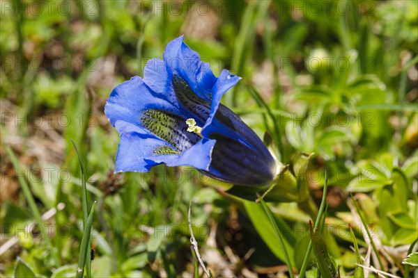 Alpine gentian