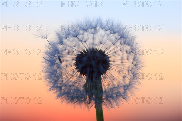 Dandelion