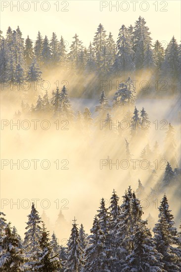 Snowy fir forest