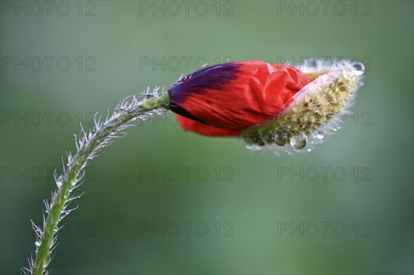 Poppy flowers