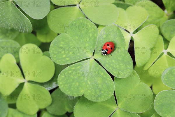 Seven-spot ladybird on clover