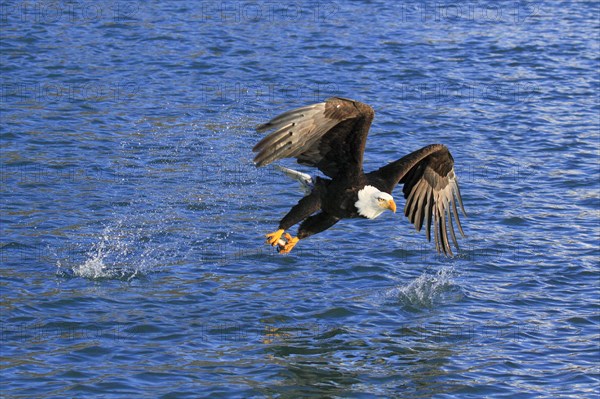 Bald eagle