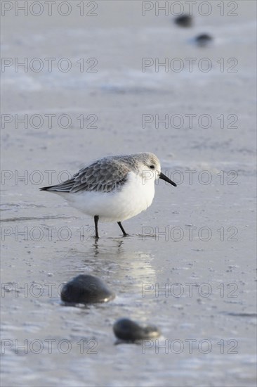 Sanderling