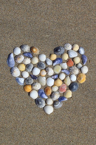 Shells form heart shape