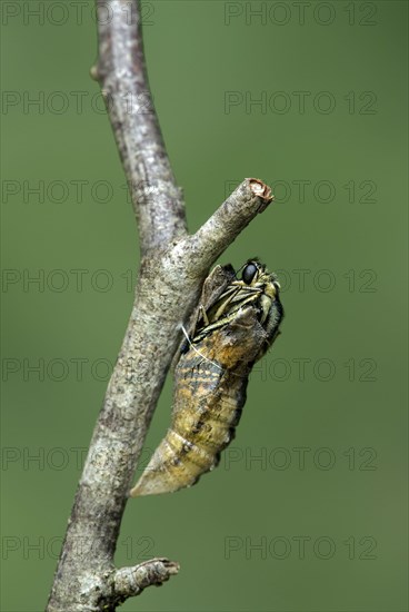 Hatching of a swallowtail butterfly