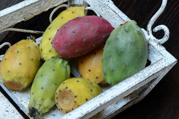 Indian Fig Opuntia