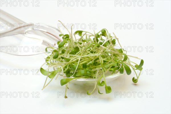 Garden cress