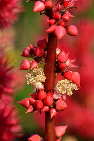 Castor oil plant /