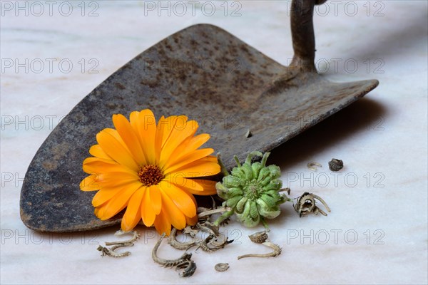 Marigoldsseeds and flowers