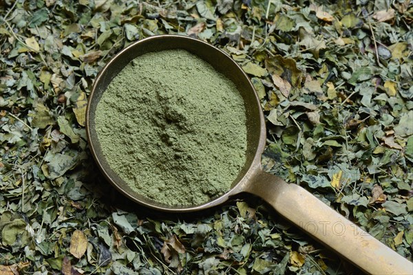 Moringa leaves and Moringa powder in scoop