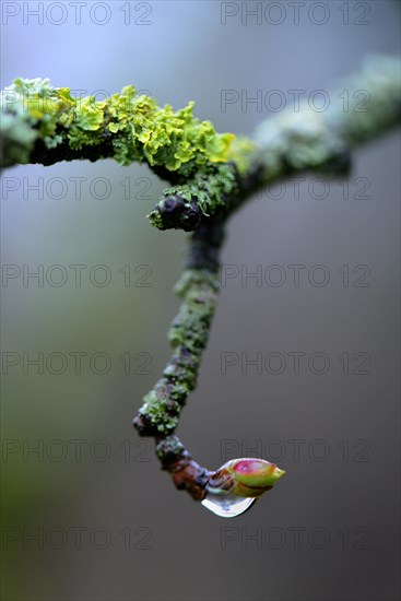 Bud of the amber tree