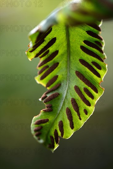 Fern