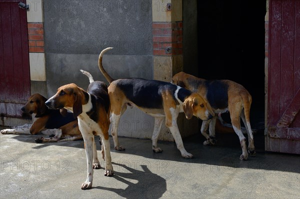 Hunting dogs in the kennel of Cheverny Castle