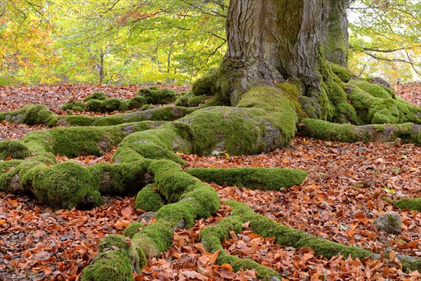 Moss-covered roots of a beech