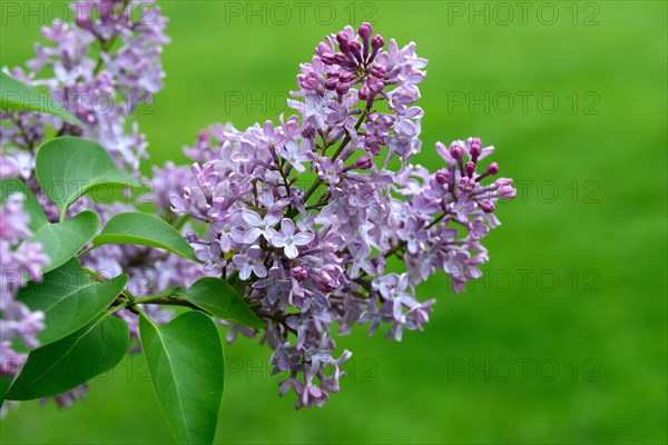 Common lilac