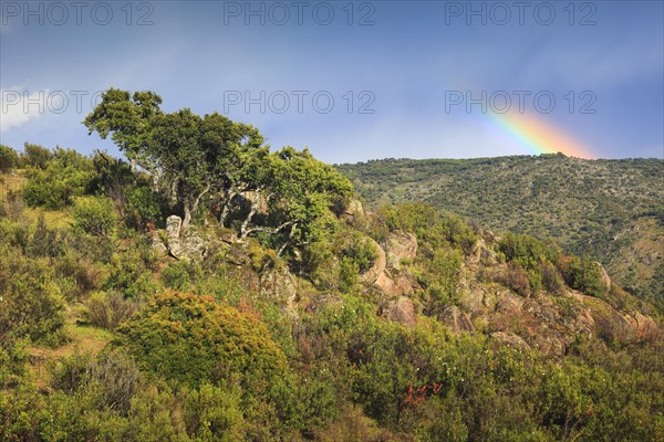 Typical landscape in the Sierra de Andujar National Park