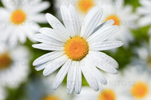 Ox-eye daisy