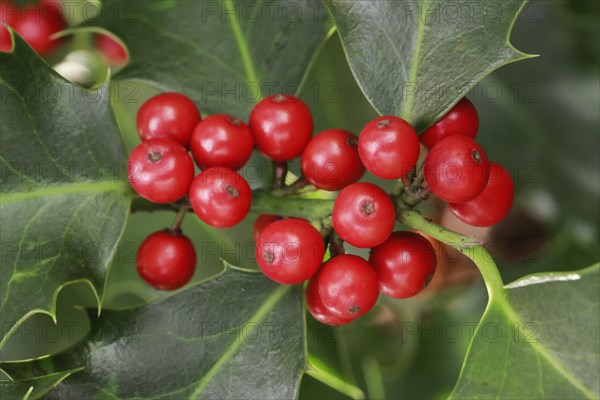 European holly in the forest